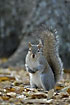 Eastern Grey Squirrel on the ground