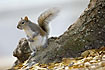 Eastern Gray Squirrel with a bushy tail