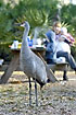 Crane looking for an easy meal