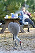 Sandhill Crane looking for something edible at the tent