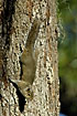 Eastern Gray Squirrel on tree