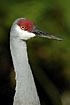 Crane in profile showing the red naked skin in the head