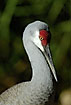 Photo ofSandhill Crane (Grus canadensis). Photographer: 