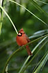Northern Cardinal - red on a green background