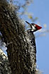 Pileated Woodpecker on tree