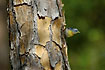 Northern Parula on tree with scaly bark