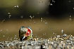 Photo ofRed-billed Woodpecker (Melanerpes carolinus). Photographer: 