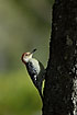 Red-billed Woodpecker on tree
