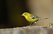 Photo ofPine Warbler (Dendroica pinus). Photographer: 