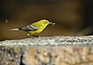 Pine Warbler with termite
