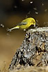 Pine Warbler at tree stump filled with flying termites