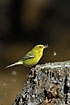 Pine Warbler at tree stump filled with flying termites has caught a termite with its sticky tongue