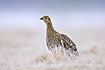Black Grouse female in frost filled grass on the lek site