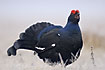 Black Grouse male with the lyre-shaped tail calling aggressively