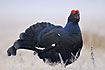 Photo ofBlack Grouse (Tetrao tetrix). Photographer: 