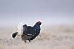 Black Grouse male in frost filled grass in early morning fog