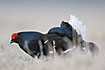 Black Grouse male in the frost filled grass
