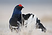Black Grouse male up close