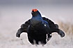 Black Grouse male with the lyre-shaped tail 