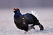Black Grouse male calling at the lek site