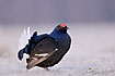 Black Grouse male showing its beautiful violet plumage