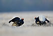 Black Grouse males in confrontation at the lek site 