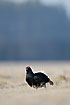 Black Grouse calling at the lek site