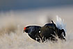 Black Grouse in frostfilled grass