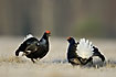 Black Grouse males in confrontation at the lek site