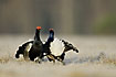 Black Grouse males in confrontation at the lek site