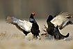 Black Grouse showing talons in a fight at the lek site