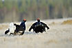 Black Grouse males at the lek site