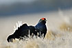 Black Grouse in frostfilled grass