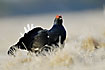 Black Grouse in frostfilled grass 