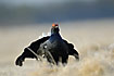 Black Grouse with its lyre-shaped tail