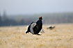 Black Grouse male jumping in the aie ath lek site