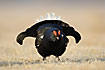 Black Grouse male with the lyre-shaped tail