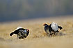 Black Grouse males at the lek site