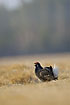 Black Grouse male calling at the lek site