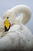 Photo ofWhooper Swan (Cygnus cygnus). Photographer: 