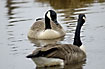 Pair of canada geese