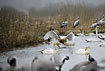 Whooper Swan landing in lake among cranes