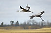Cranes in flight over the landscape