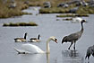 Many different birds are at the lake - her swan, geese and crane
