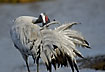 Crane grooming its beautiful feathers