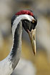 Photo ofCommon Crane (Grus grus). Photographer: 