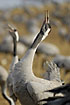 Cranes trompeting