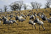 Cranes in a large group trompeting