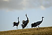 Cranes trompeting at hill top