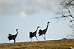 Cranes on hilltop